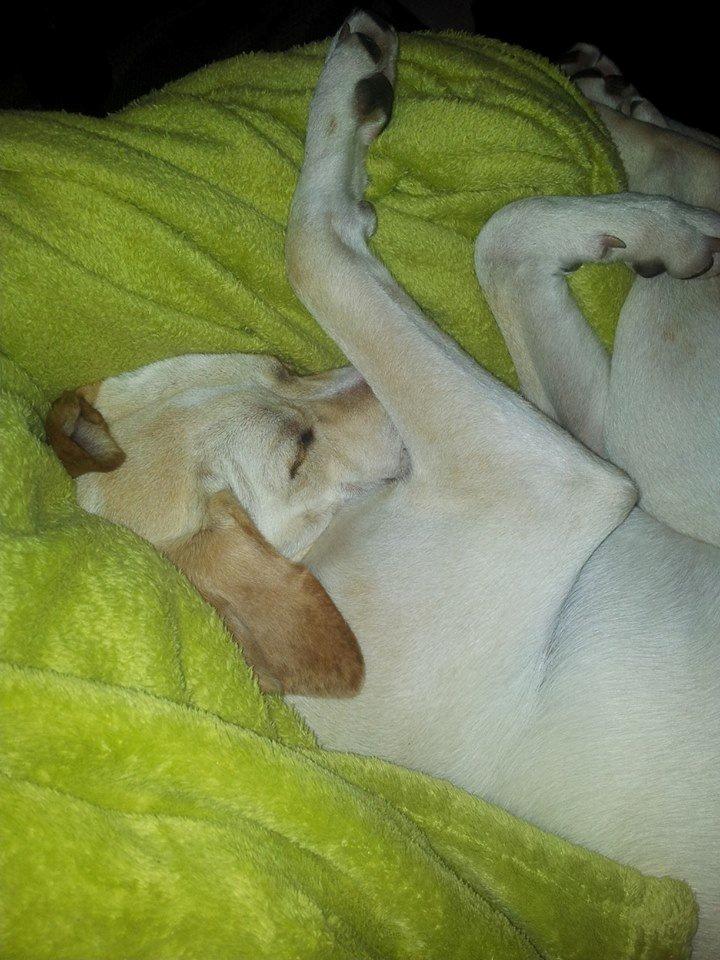 Blanding af racer Balou billede 6