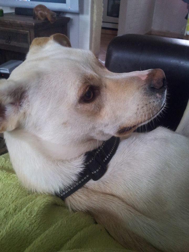 Blanding af racer Balou billede 7