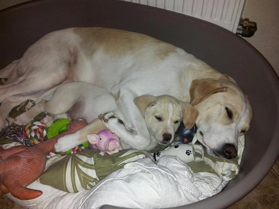 Blanding af racer Balou billede 8