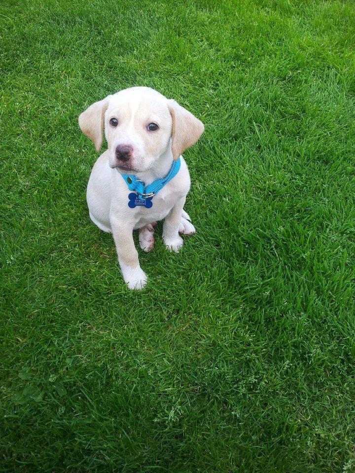 Blanding af racer Balou billede 9