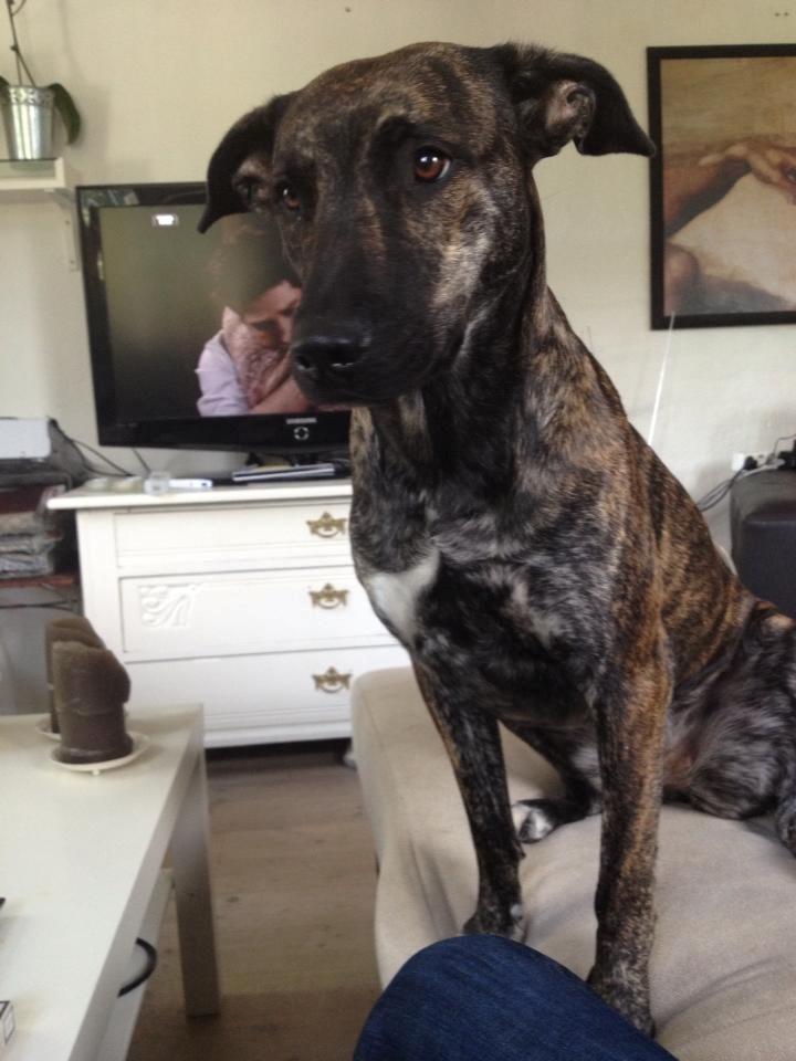 Blanding af racer Shiva - "Giv mig opmærksomhed" ;)  billede 1