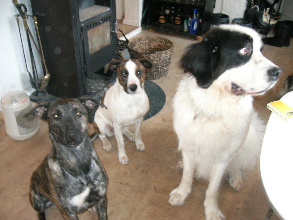 Blanding af racer Shiva - Shiva forrest, Miami og Cato, som desværre ikke længere er her.  billede 2