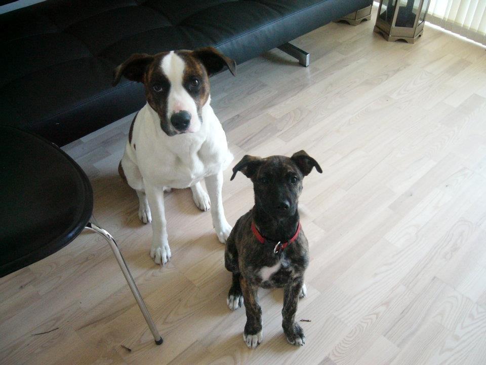 Blanding af racer Shiva - Shiva, kort tid efter jeg havde taget hende ind.  billede 3