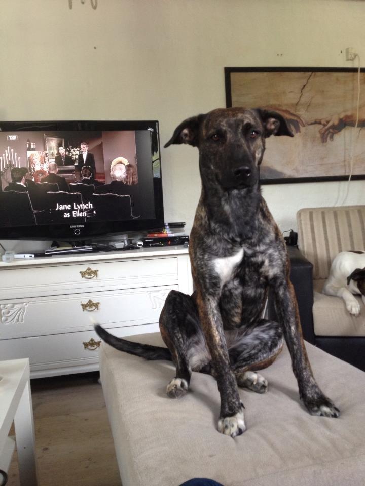 Blanding af racer Shiva billede 5