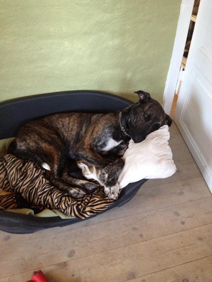 Blanding af racer Shiva billede 6