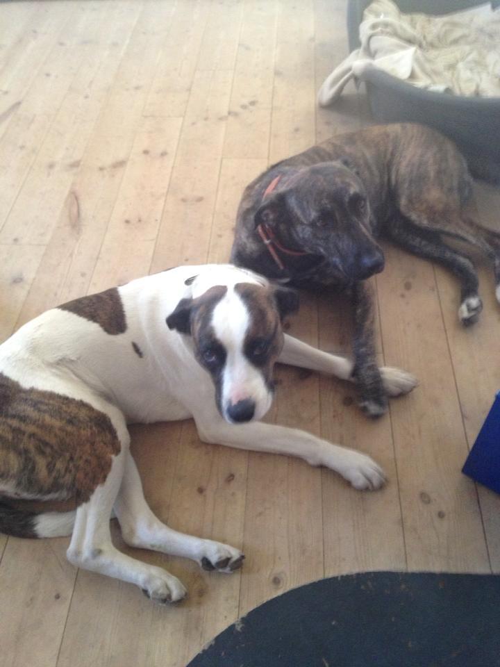 Blanding af racer Shiva - Kærlighed, de er u- adskillige ;) billede 7