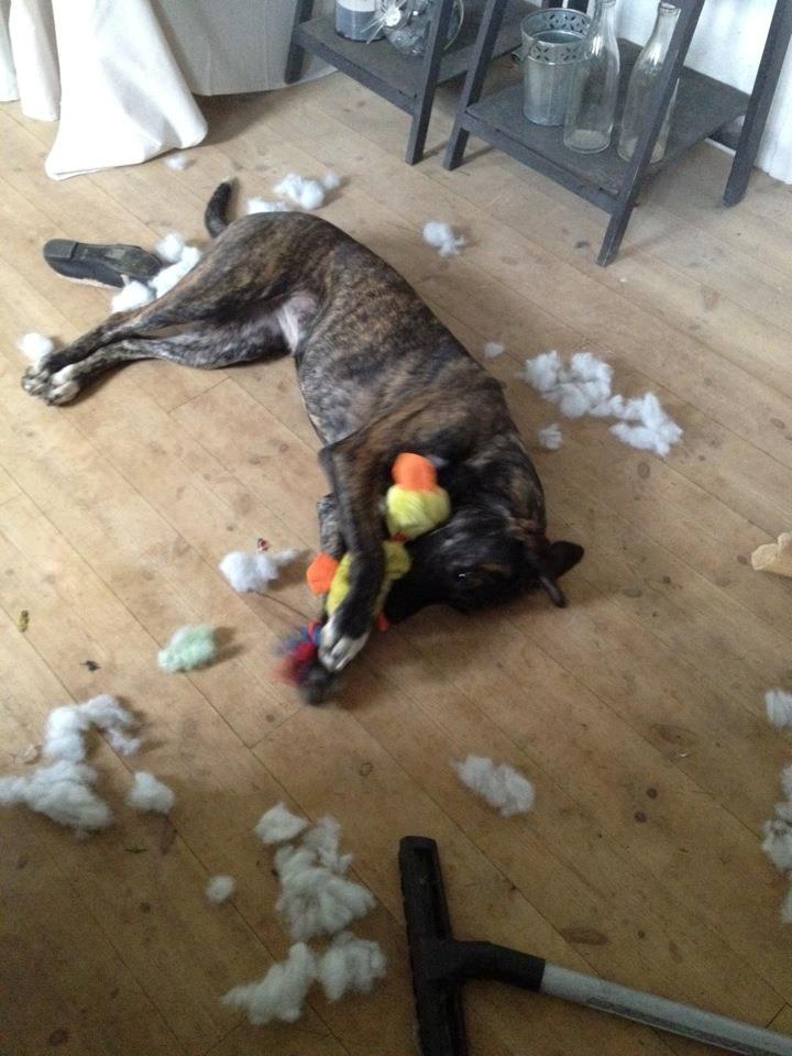 Blanding af racer Shiva - Nogle gange skal man bare lade dem være "børn" ;) billede 8