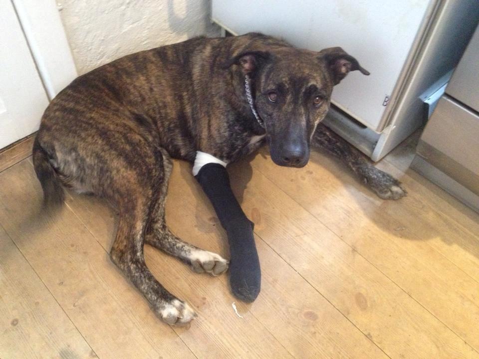 Blanding af racer Shiva - Det lille pus havde fået revet trædepuden op på et søm, meget utilfreds med bandagen.  billede 9