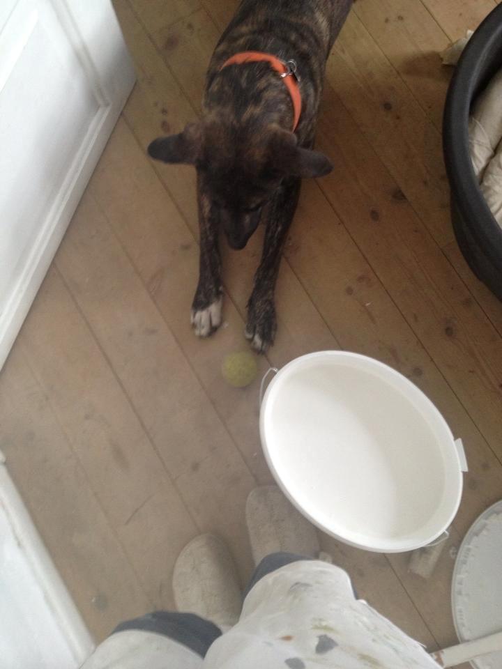 Blanding af racer Shiva - "Leg med mig mor".. Endte desværre med jeg fik trådt foden ned i malerspanden.. Sikke et svineri, men en glad hund ;) billede 10