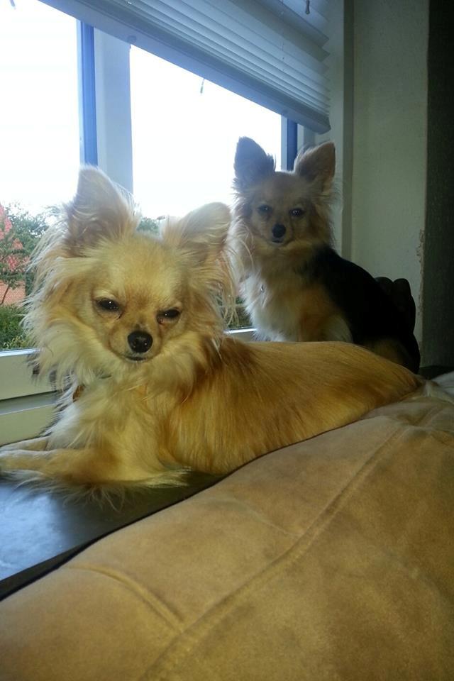 Blanding af racer Chicco - Chicco 1½ år - sidder i vinduet sammen med sin mor billede 1