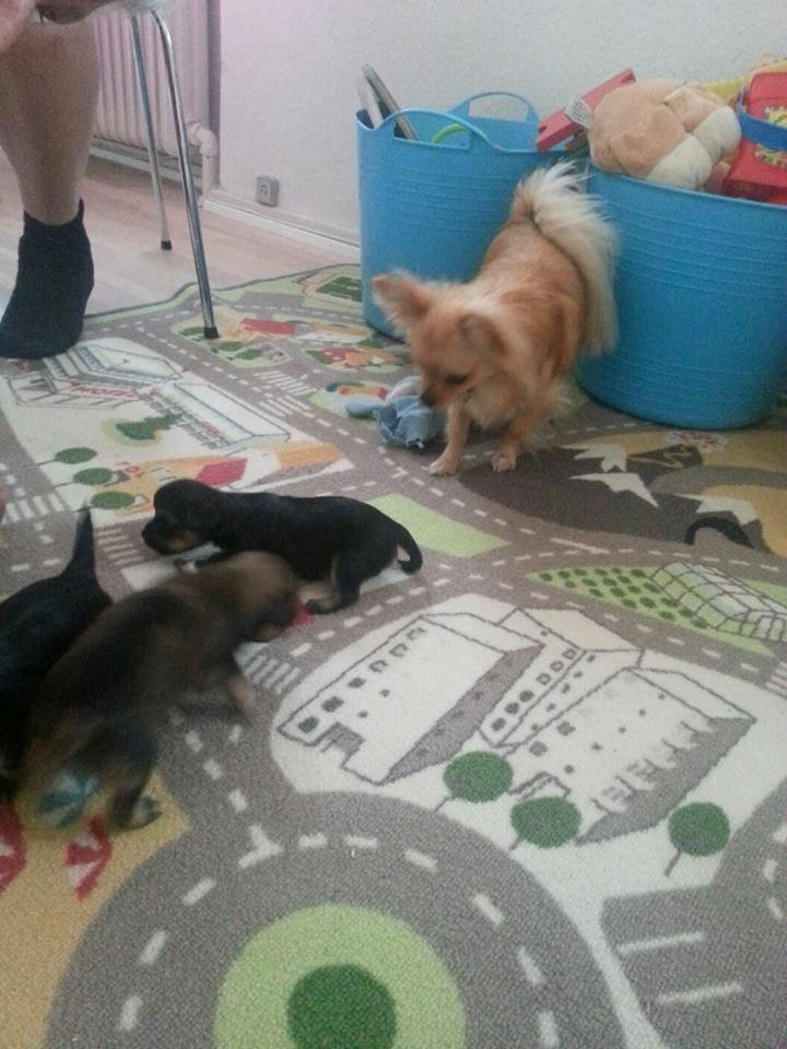 Blanding af racer Chicco - Chicco 1½ år - ser søster Laika's hvalpe for første gang billede 2