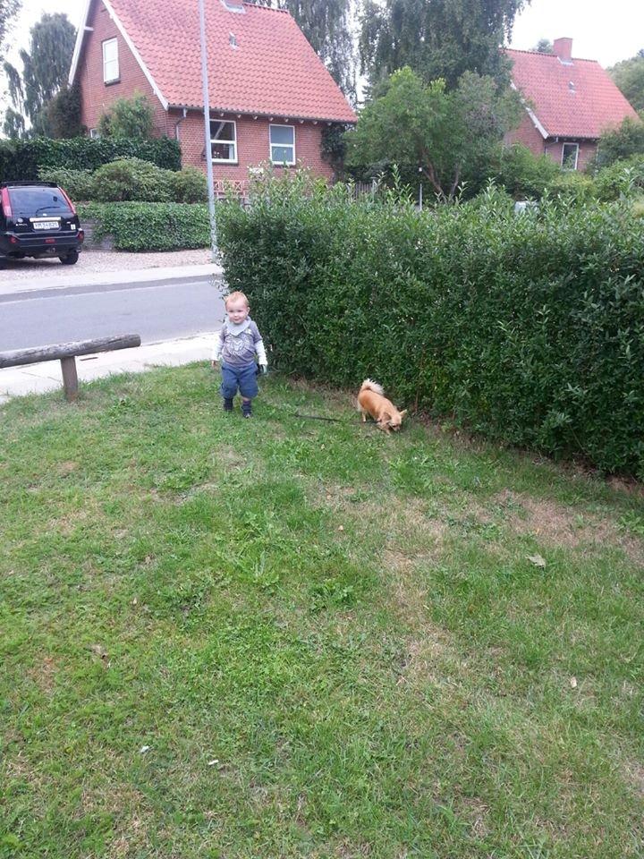 Blanding af racer Chicco - Chicco 1½ år - ude og gå tur med Klaus William billede 3