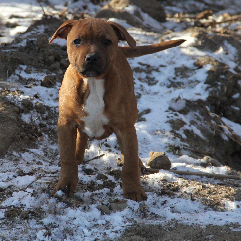 Staffordshire bull terrier Charlie billede 1
