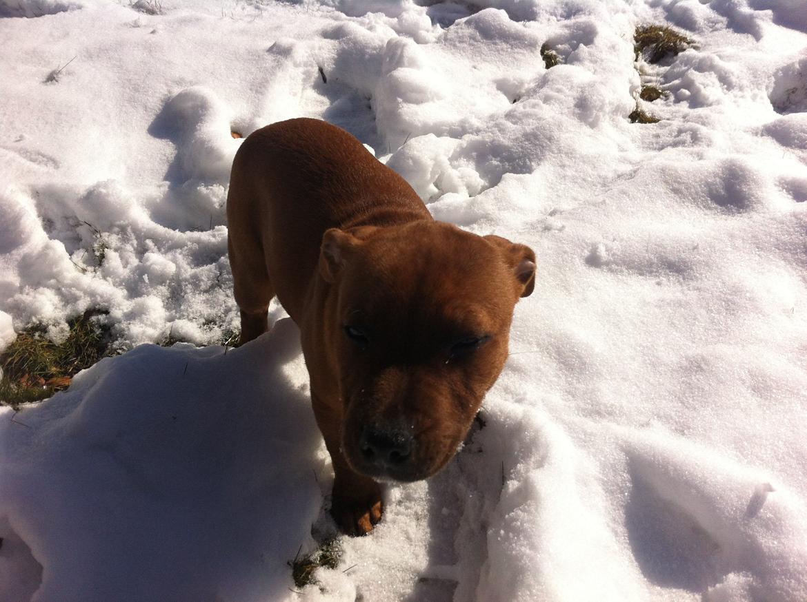 Staffordshire bull terrier Charlie billede 2