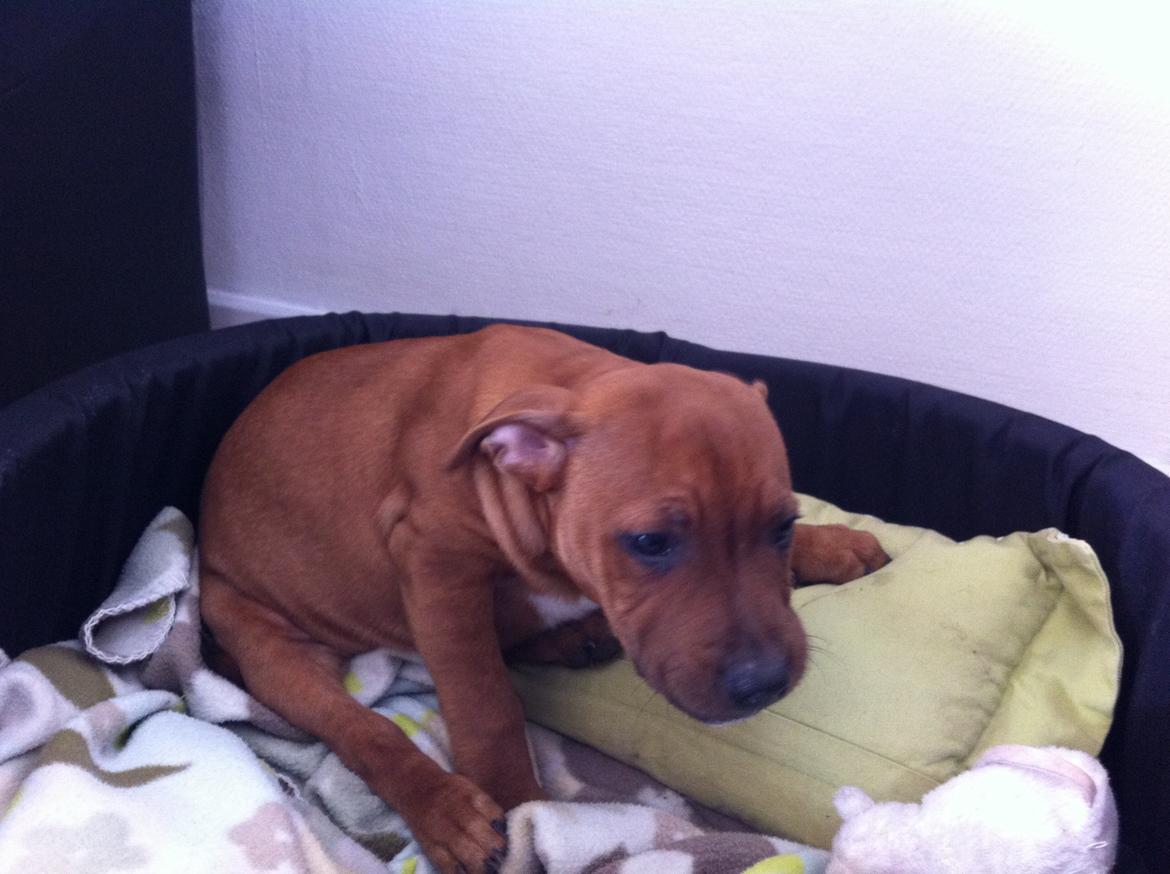 Staffordshire bull terrier Charlie billede 3