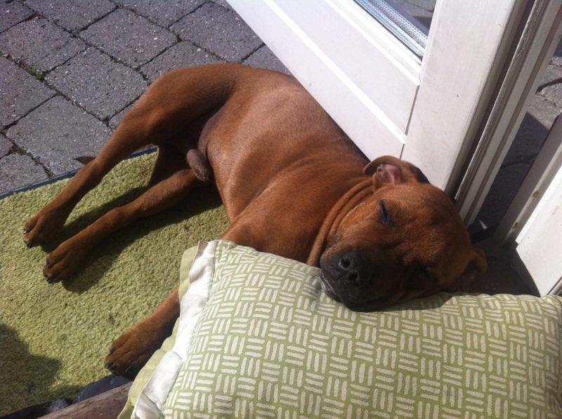 Staffordshire bull terrier Charlie billede 4