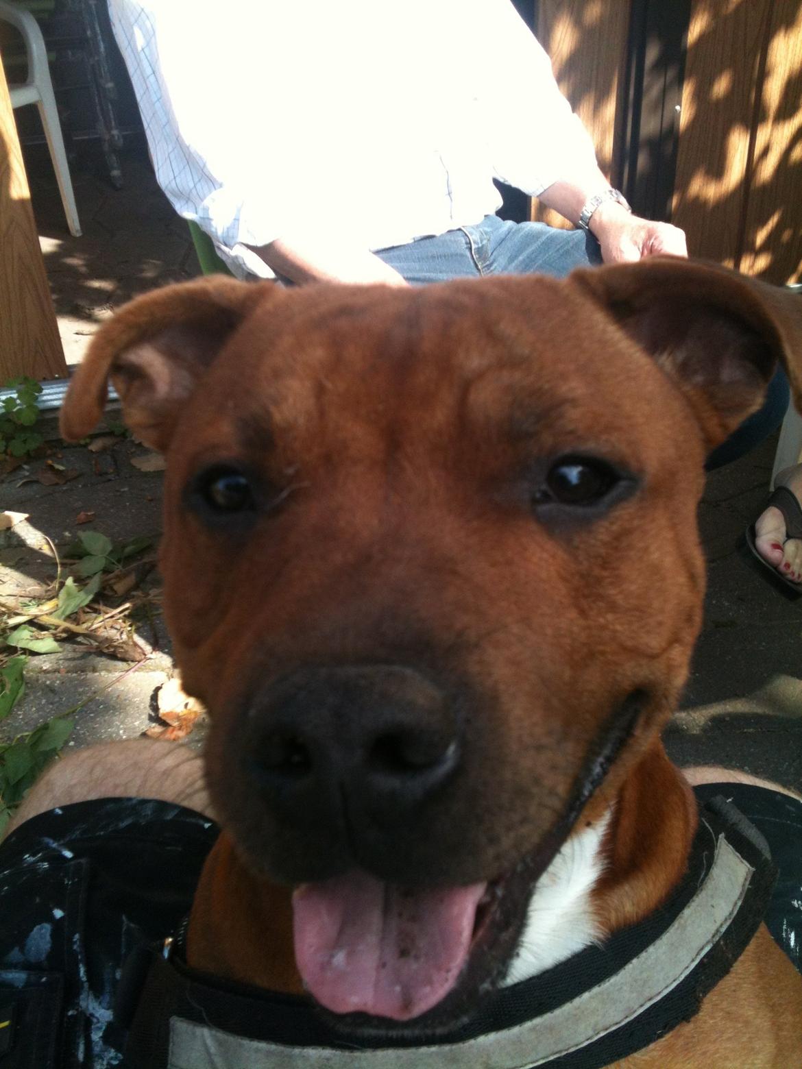 Staffordshire bull terrier Charlie billede 5