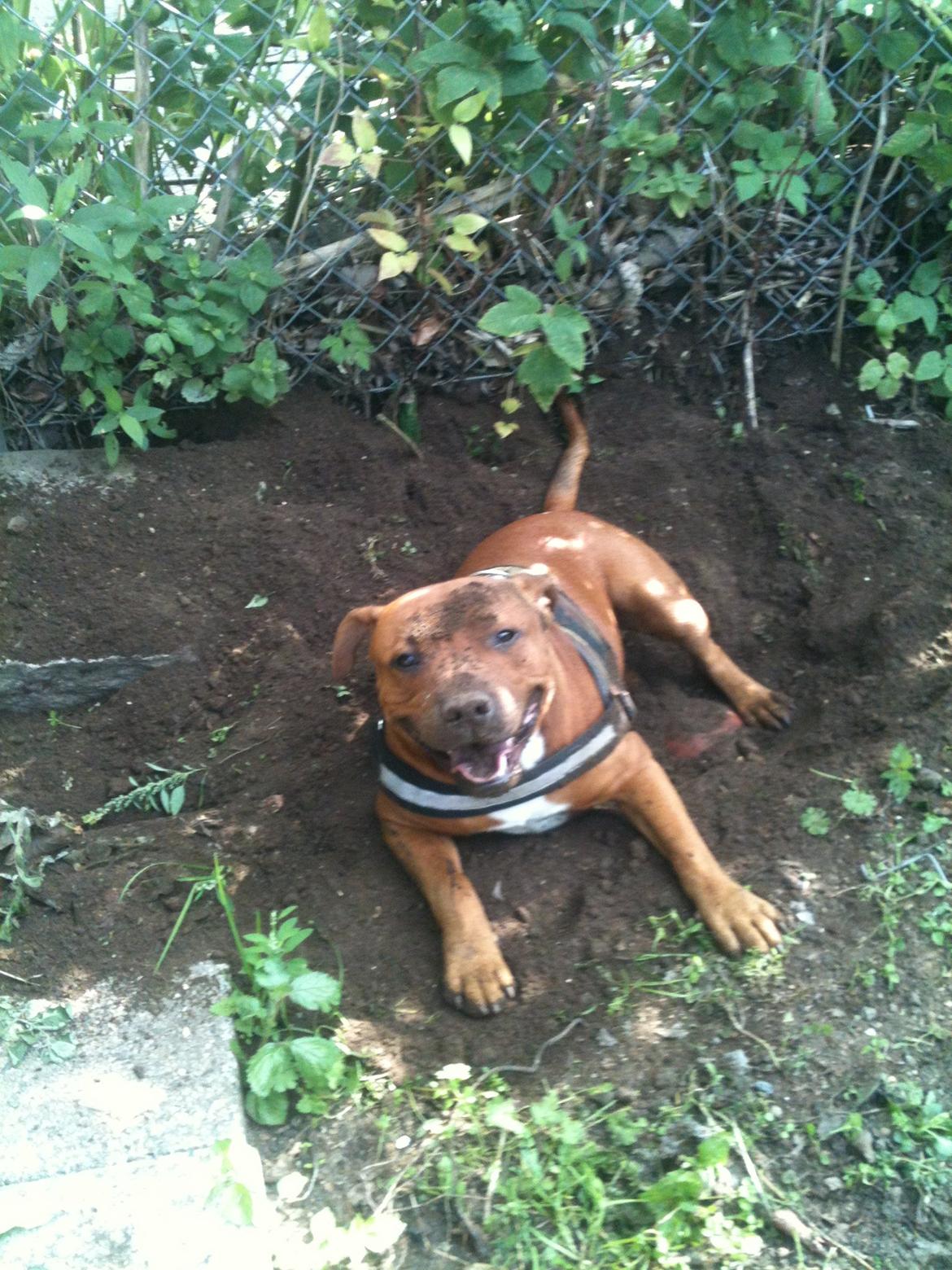 Staffordshire bull terrier Charlie billede 6