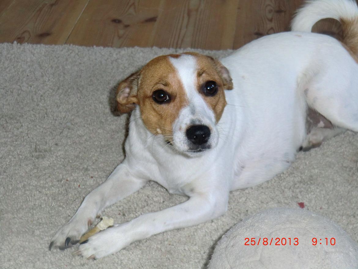 Dansk svensk gaardhund Liv billede 19