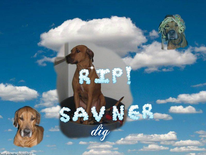 Rhodesian ridgeback Kuzonga's a Lion ( Leon )<3 <3 R.I.P. :''-( - Farvel !?  billede 6