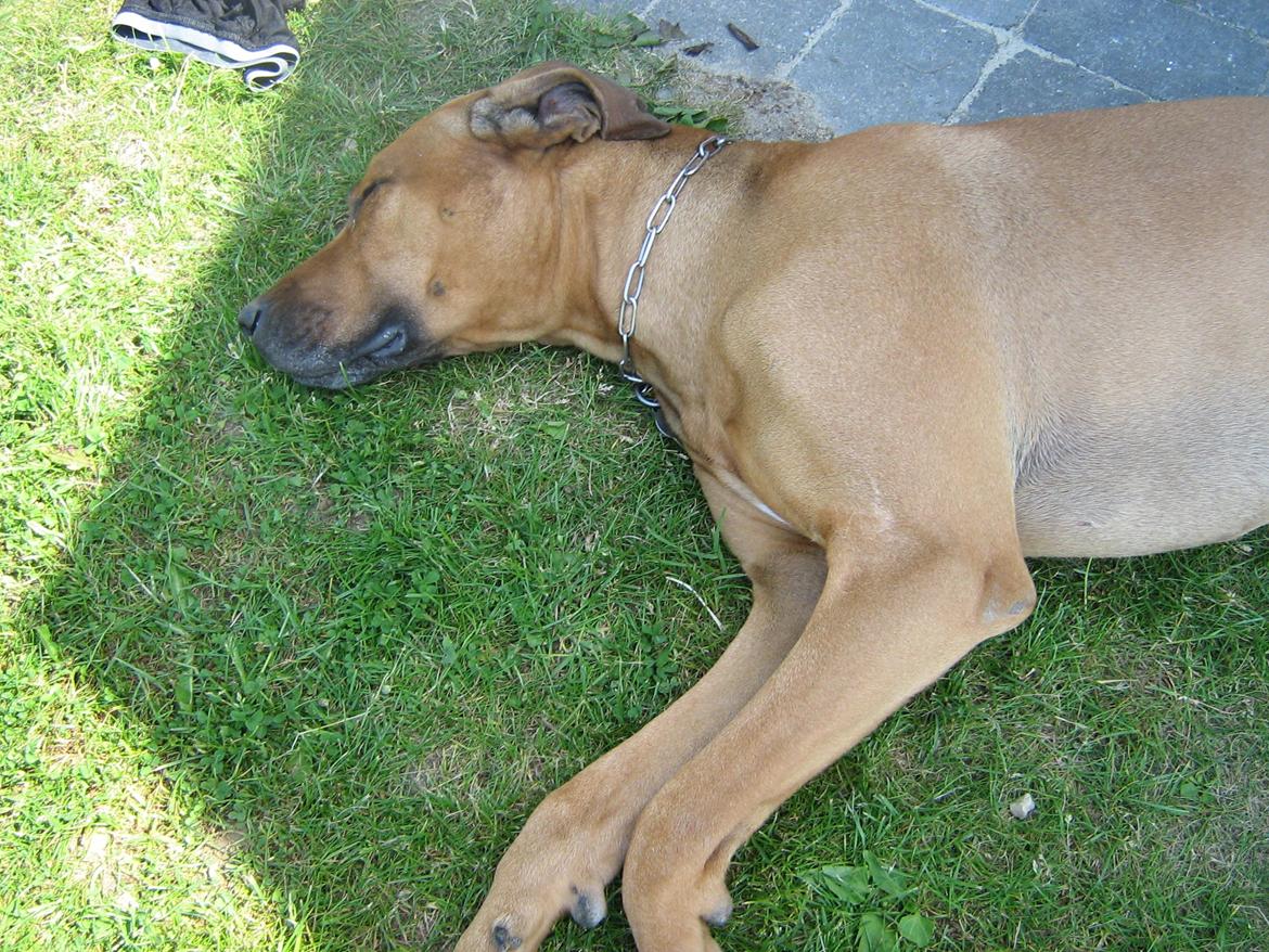 Rhodesian ridgeback Kuzonga's a Lion ( Leon )<3 <3 R.I.P. :''-( - Zzzzz billede 7