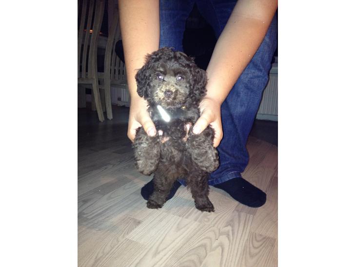 {{currentPhoto.altText}} billede {{currentPhoto.number}}