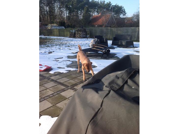 {{currentPhoto.altText}} billede {{currentPhoto.number}}