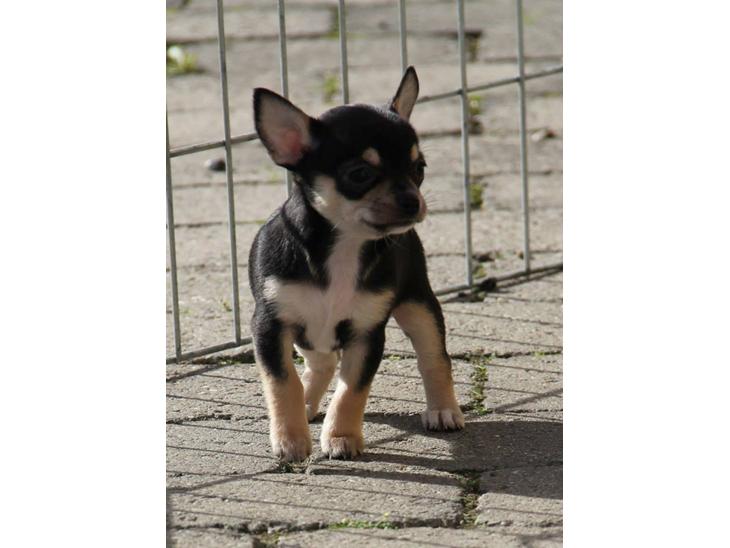 {{currentPhoto.altText}} billede {{currentPhoto.number}}