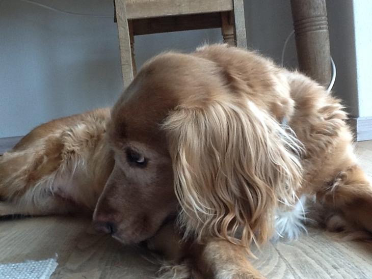 {{currentPhoto.altText}} billede {{currentPhoto.number}}