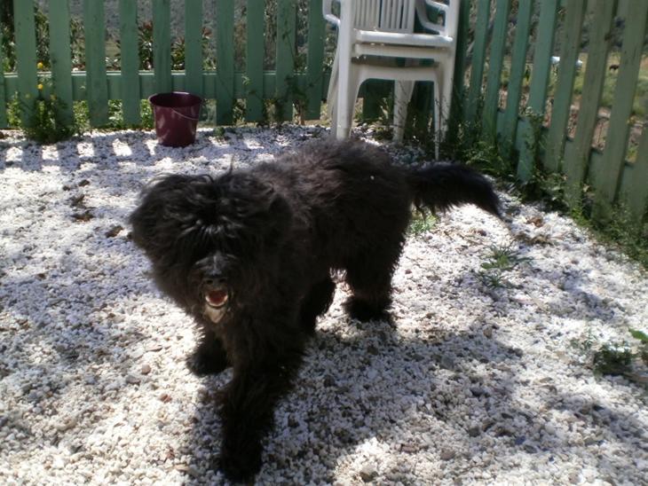 Portugisisk vandhund Nicki - 10 mdr. billede 1