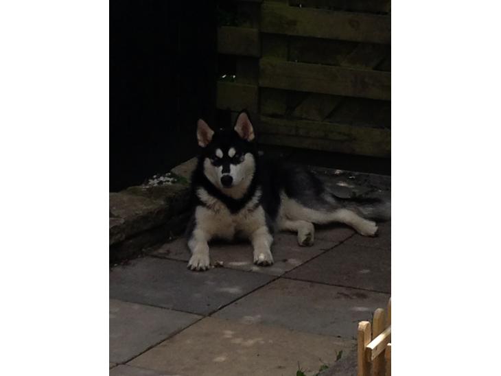 Blanding af racer Nala Bea ( Alaskan Malamute og ? ) billede 1