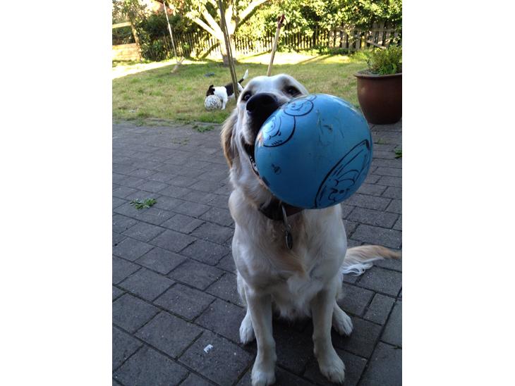Golden retriever Captain Morgan billede 1