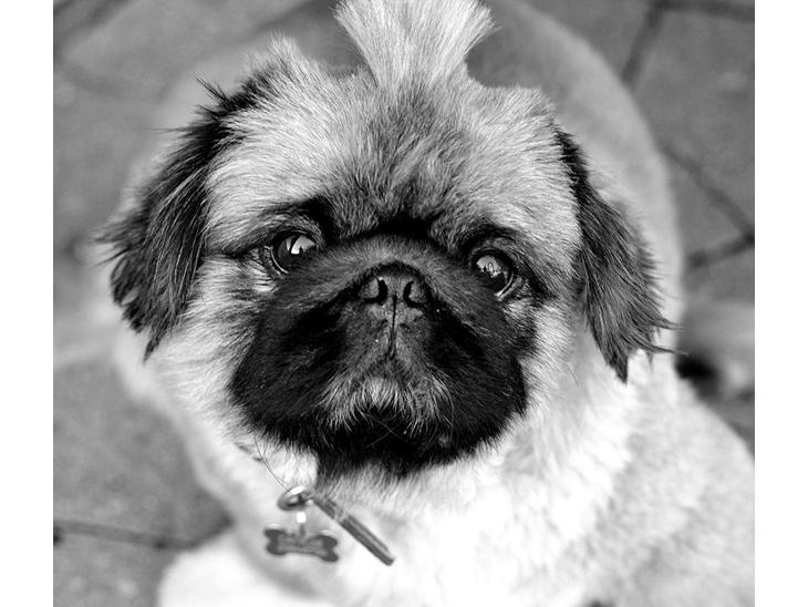 Pekingeser Dengse Ming Blach billede 1