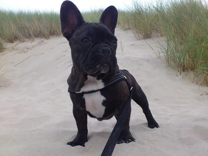 {{currentPhoto.altText}} billede {{currentPhoto.number}}