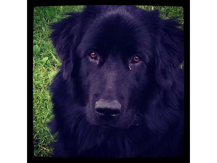 {{currentPhoto.altText}} billede {{currentPhoto.number}}