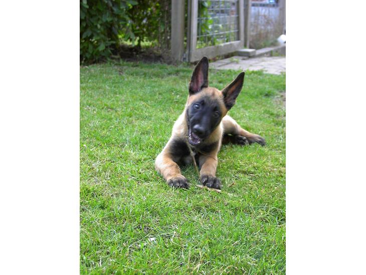 {{currentPhoto.altText}} billede {{currentPhoto.number}}