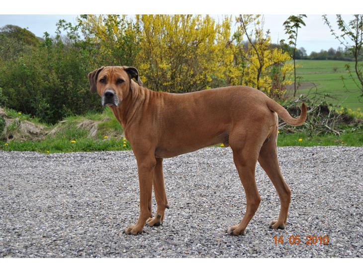 Rhodesian ridgeback Kuzonga's a Lion ( Leon )<3 <3 R.I.P. :''-( - RIP <3<3<3<3<3<3<3 billede 1