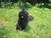 Tibetansk terrier Kyimo (Kyi-M-Byang Happy Kyimo)