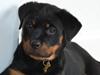 Rottweiler Frigg