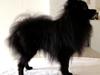 Pomeranian Liam