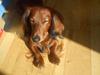 Gravhund Milas