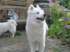 Samojedhund Mumrikken