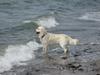 Golden retriever Peka's Zar aka Messi