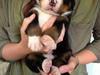 Berner sennenhund Øen's Berner Chaleesi