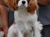 Cavalier king charles spaniel Comet [Tidl. hund]