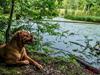 Dogue de bordeaux Emma (Tinke Grandis)