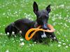 Whippet StarRunners Sadie