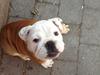 Engelsk bulldog Tiana