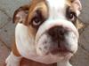 Engelsk bulldog Elmas