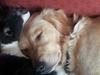 Golden retriever Wiki